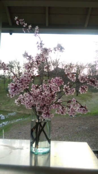 Pink blossoms arrangement