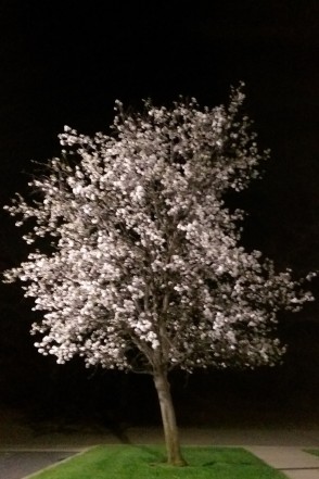 Spring blossoms at night
